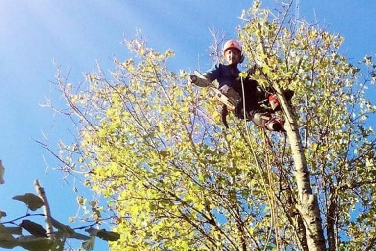 Élagage d’un arbre près de Rouen