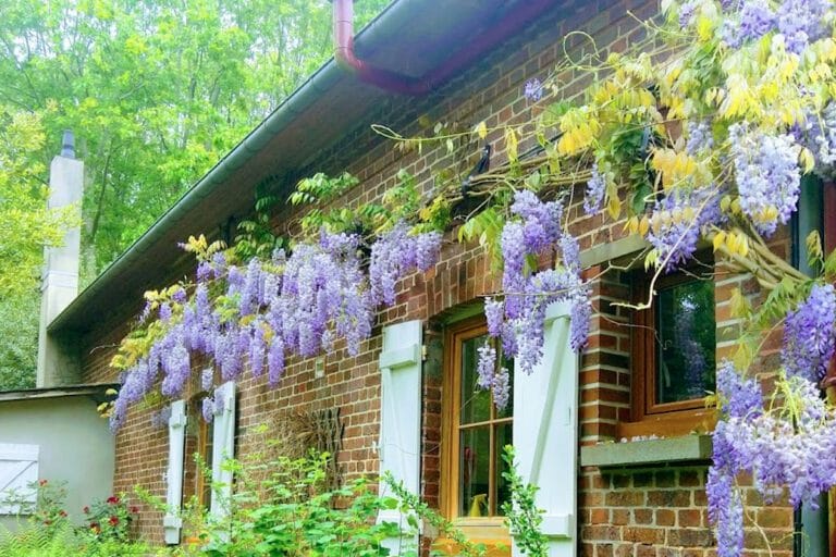 Glycine plantée dans un jardin en Normandie