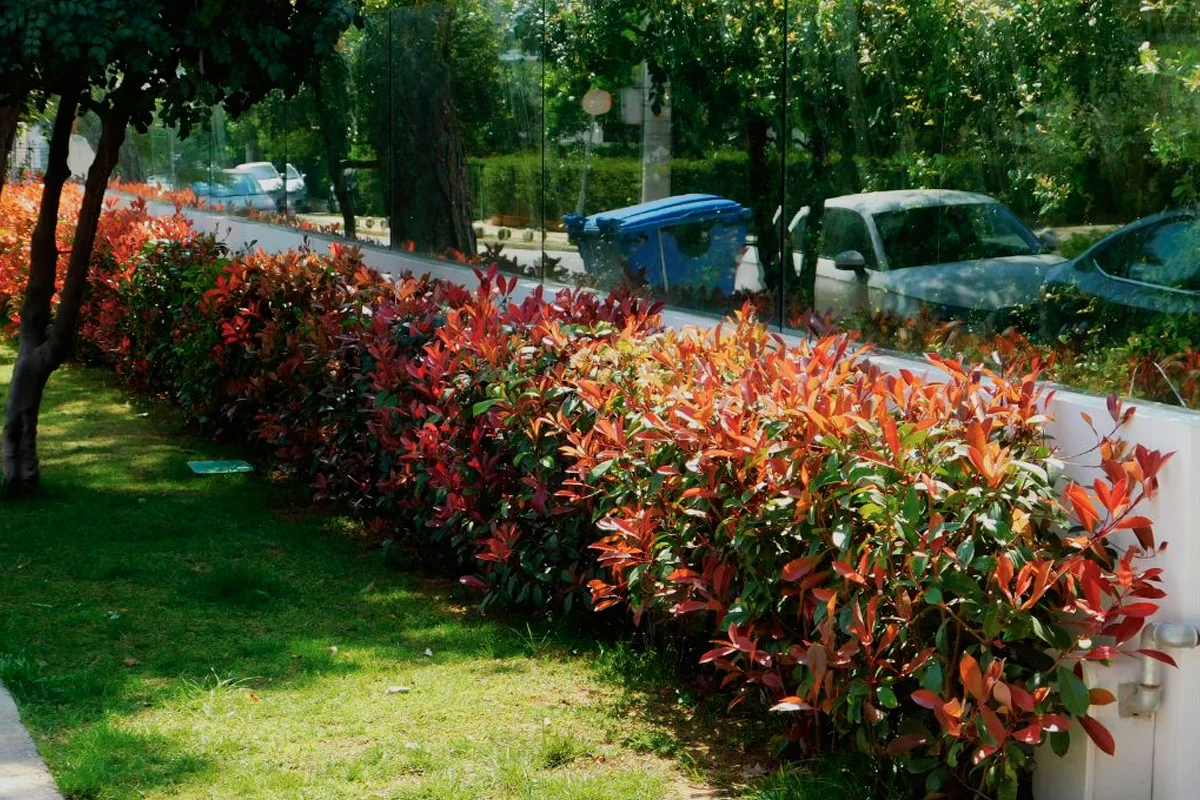 Haie-plantation-et-entretien-bois-guillaume