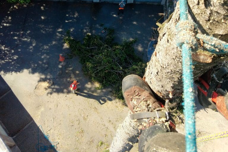 Élagage professionnel réalisé par Instinct Jardin