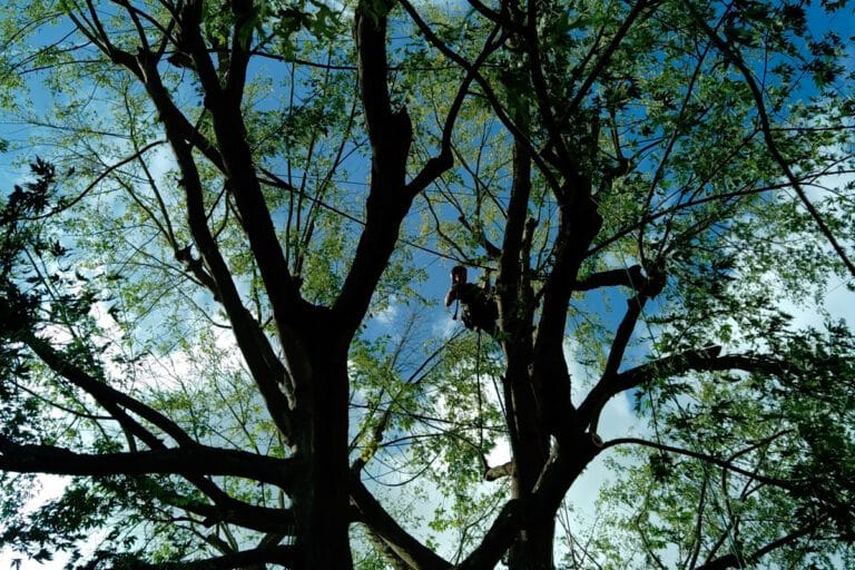 Taille d’un arbre à Rouen et dans son agglomération