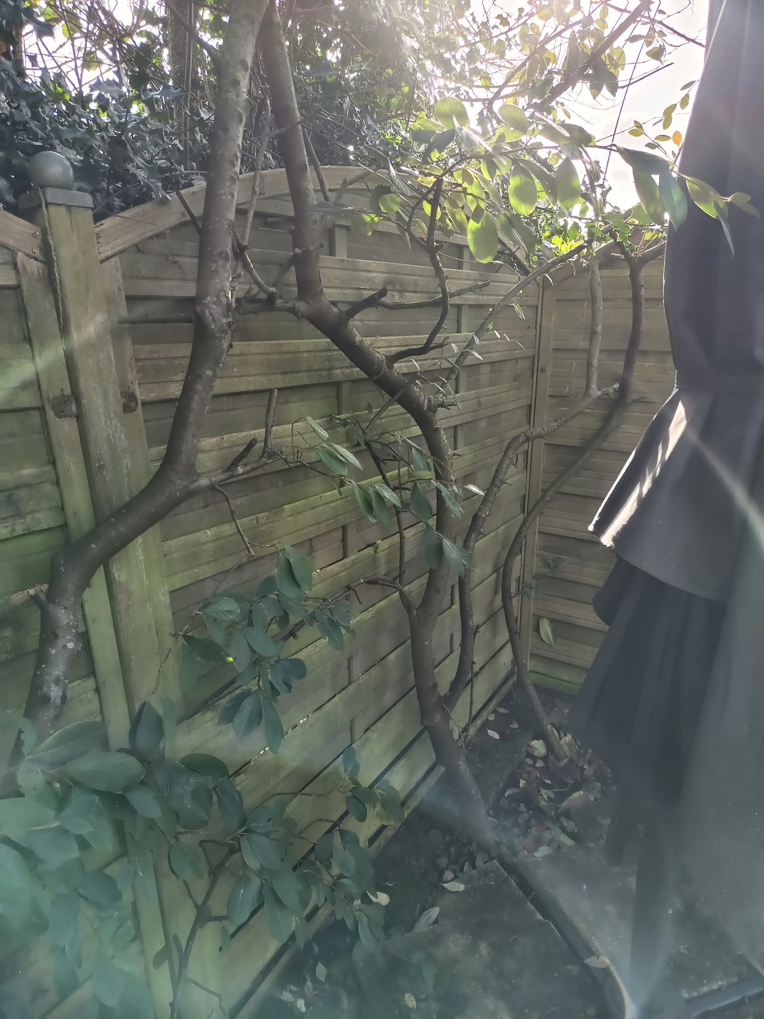 Ancienne clôture en panneaux bois vieillissante dans un jardin à Mont-Saint-Aignan
