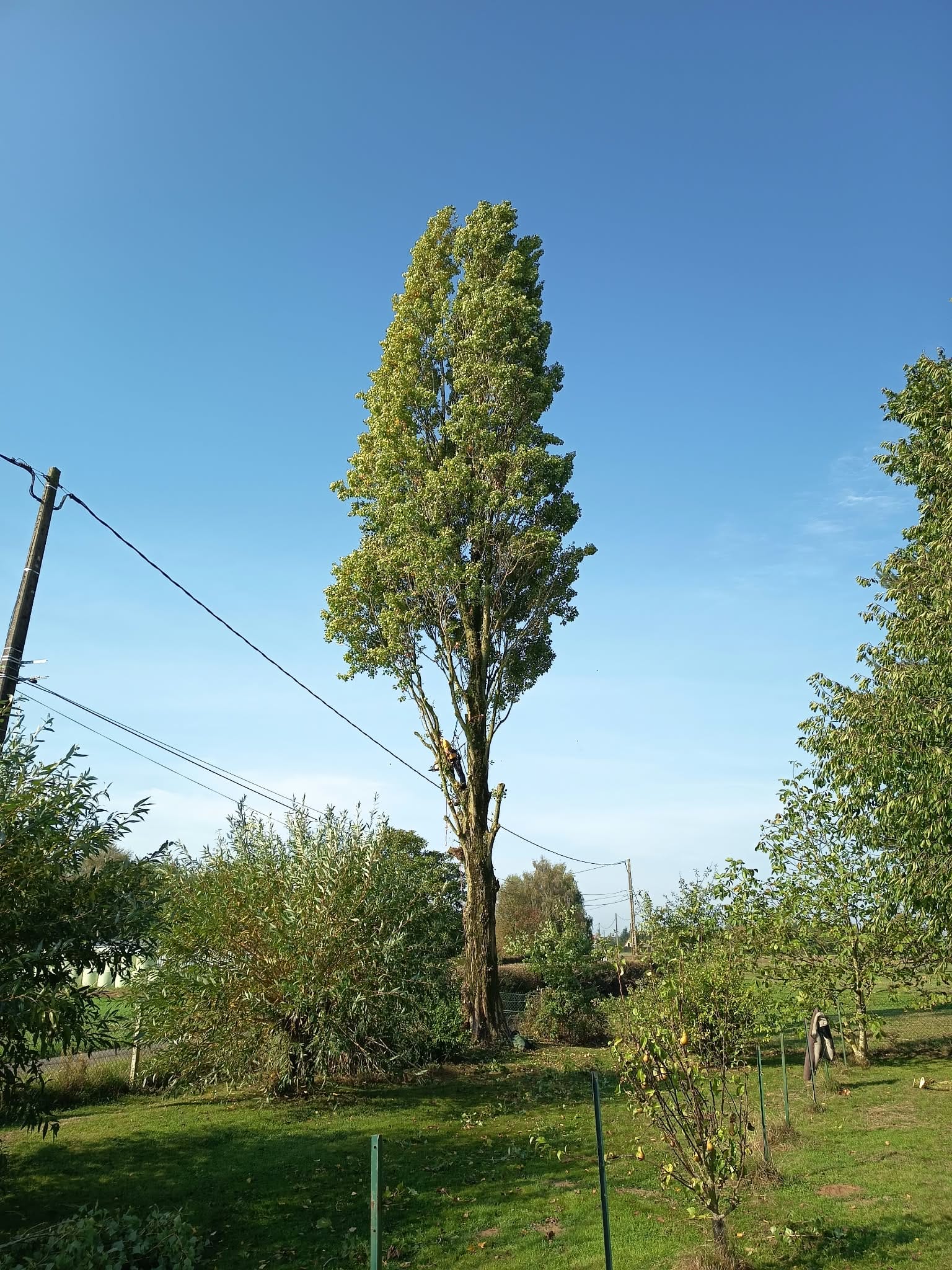 Arbre à Préaux avant le démontage complet