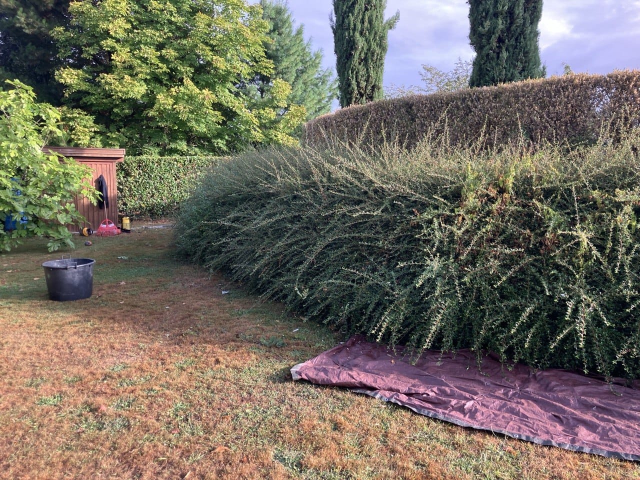 Avant la taille : vue des haies et des massifs du jardin à Bois-Guillaume