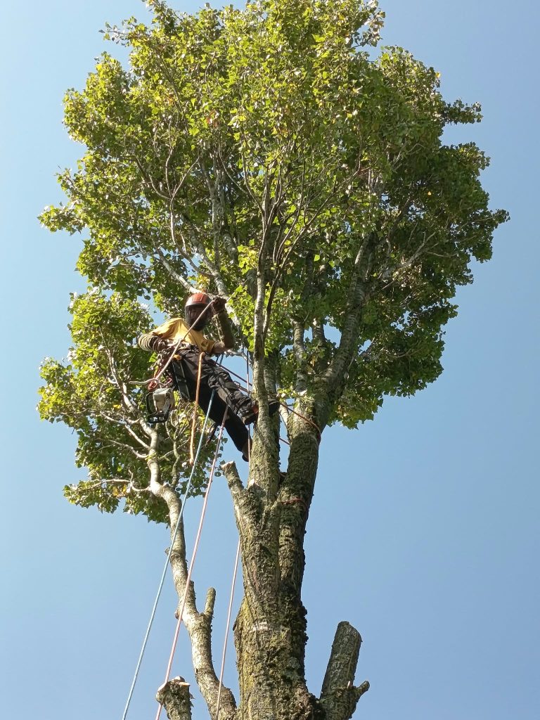 Grimpeur dans la couronne de l’arbre à Préaux