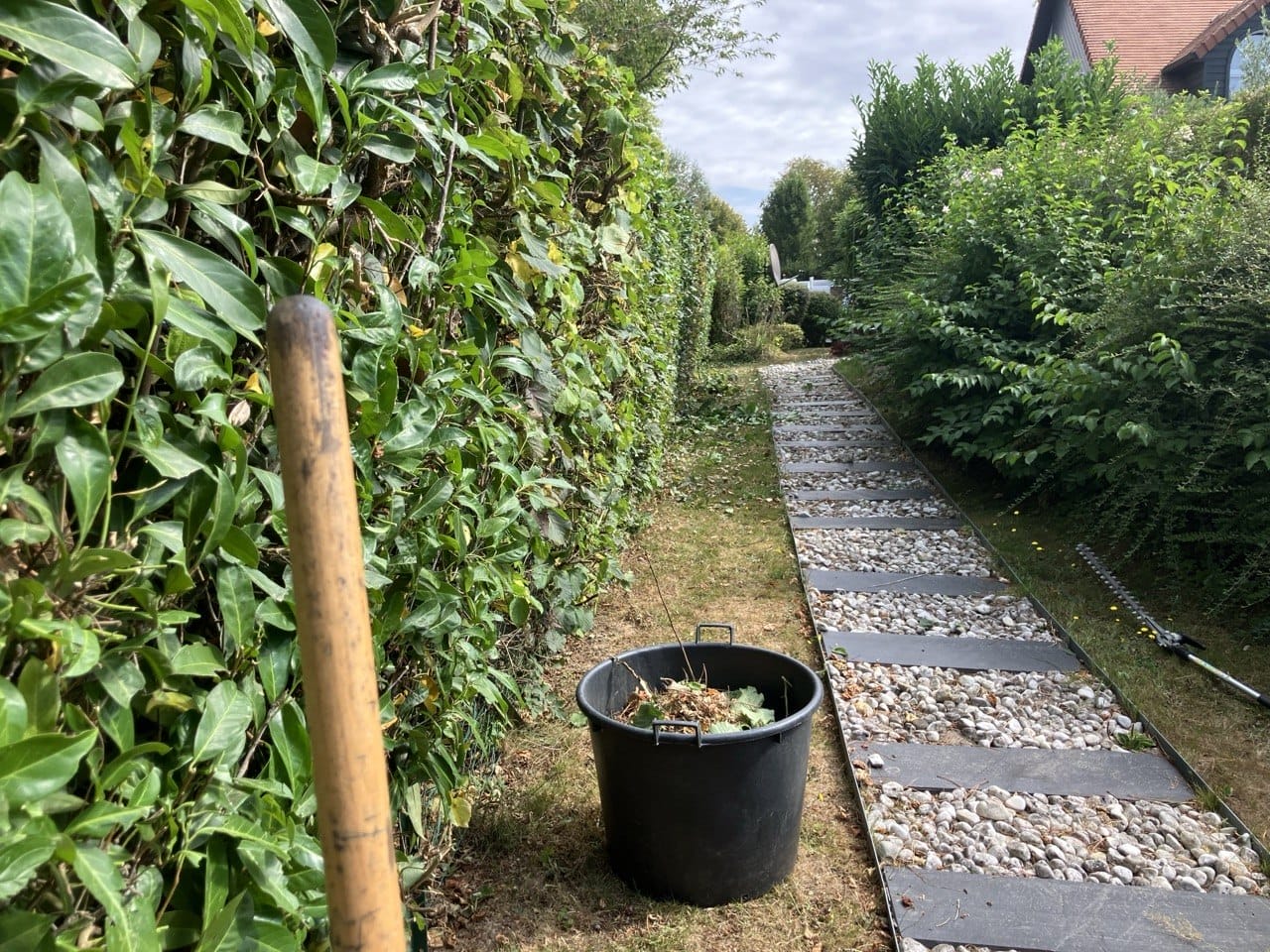 Taille d’une haie le long d’un cheminement du jardin