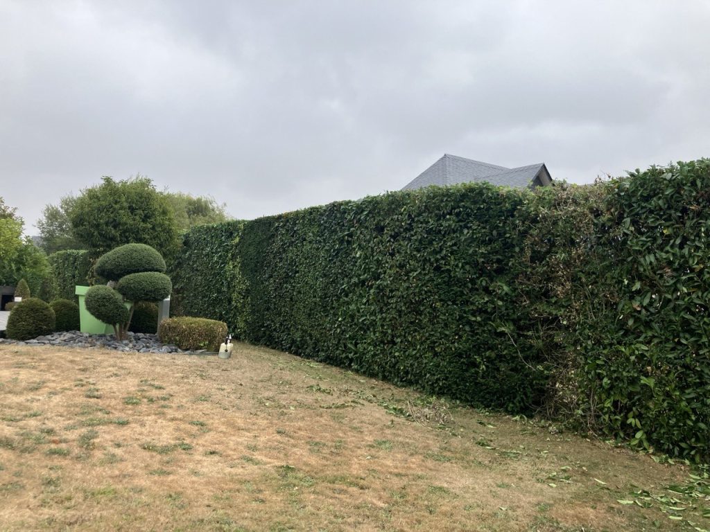 Vue d’ensemble de la longue haie après taille